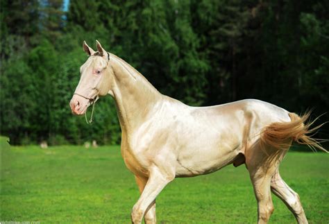 Akhal Teke - Zlatni konj pustinje - Moja Farma