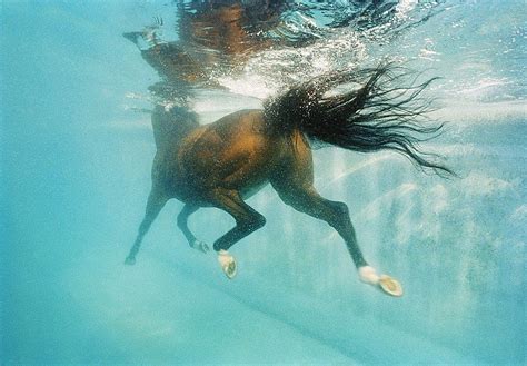 horse underwater All The Pretty Horses, Beautiful Horses, Animals ...