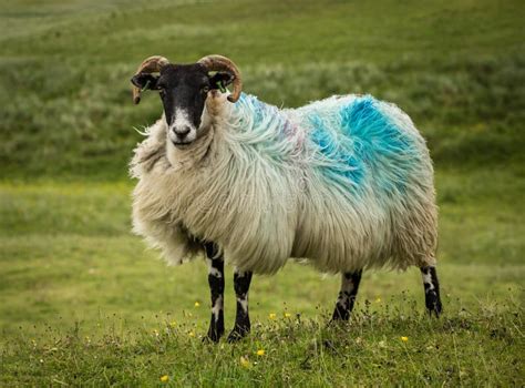 Hebridean Sheep stock image. Image of farm, colored, dyed - 60762389