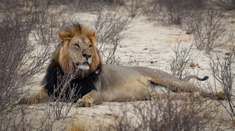 The Biggest Lions in the World - Discovery UK