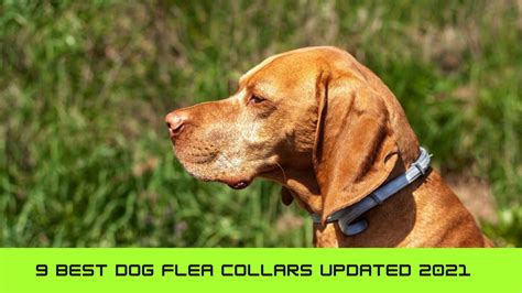 9 Best Dog Flea Collars Updated 2021 - Zoological World