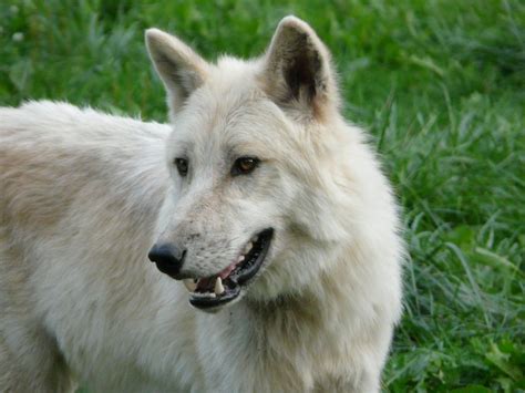 Free Images : nature, wolf, vertebrate, carnivore, dog breed, white shepherd, dog like mammal ...