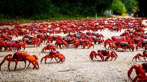 Insane Christmas Island Crab Migration 2015 pictures - Strange Sounds