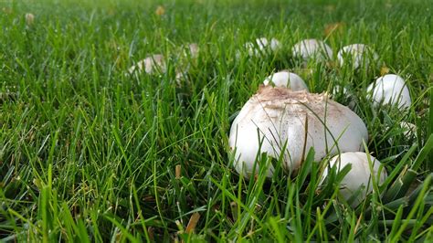 Mushroom Nature Fungus · Free photo on Pixabay