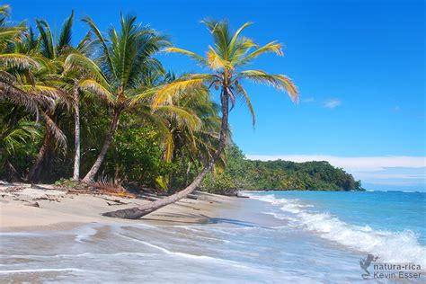 nature photography + herping : Cahuita National Park