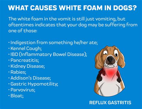 Dog Vomiting White Foam – Innovet Pet