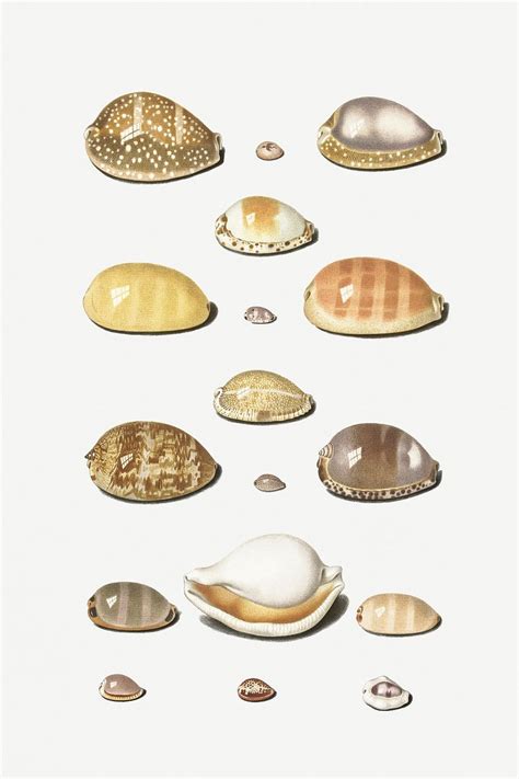 Cowry Shells Johann Gustav Hoch | Free Photo Illustration - rawpixel