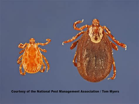 American Dog Tick Diseases, Bites, Information: PestWorld