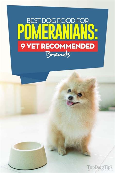 How Old Is A Pomeranian In Human Years - Pets Lovers