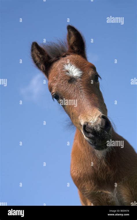 Dartmoor pony foal looking down against blue sky background ponies foals Stock Photo - Alamy