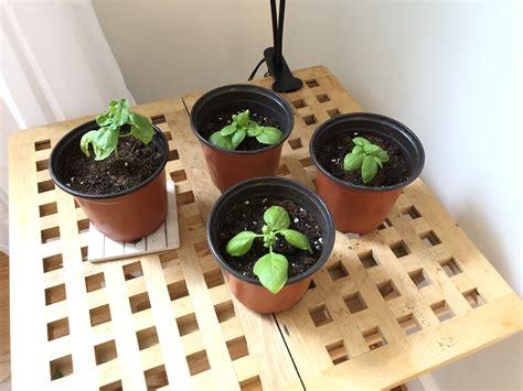 Growing Basil From Cuttings: An Easy and Fun Guide — Gardening, Herbs ...