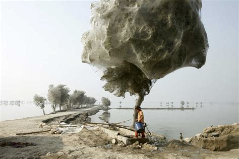 Can That Be Real? Trees Covered In Spider Webs? : The Picture Show : NPR