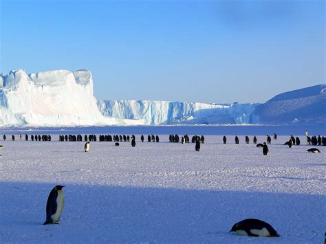 Colony of Penguins in Antarctica image - Free stock photo - Public Domain photo - CC0 Images