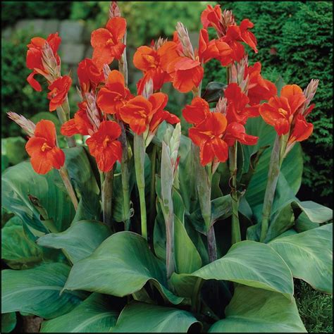 Canna Lily Bulbs For Sale | The Garden