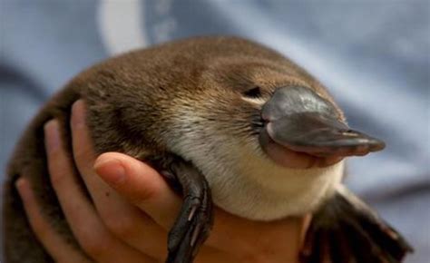 Growth, Energy, + Reproduction - The Platypus