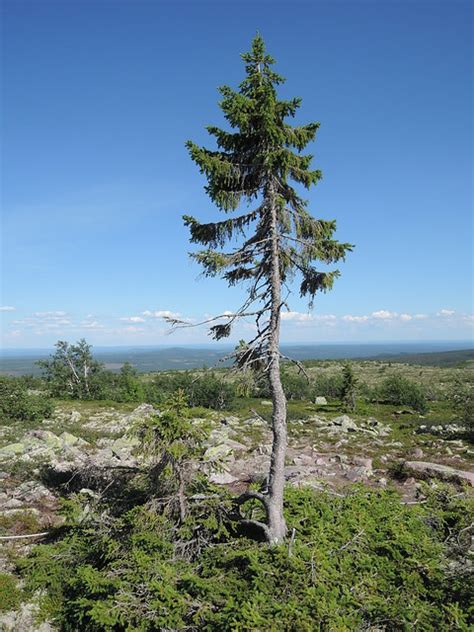 Old Tjikko | Old tjikko, Nature, Natural landmarks