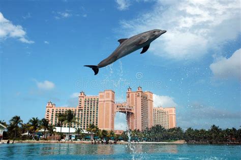 Atlantis Dolphin Cay Experience Stock Image - Image of flying, swim ...