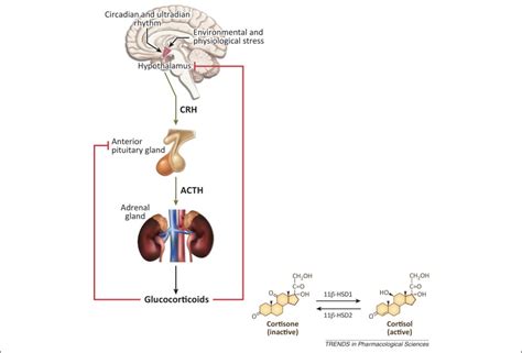 Glucocorticoid receptor signaling in health and disease: Trends in Pharmacological Sciences