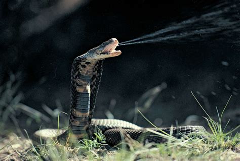 9 of the World’s Deadliest Snakes | Britannica