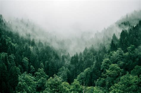 Forest Photography: How to Capture the Majesty of Trees | Skillshare Blog