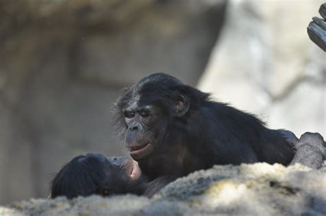 Bonobo Mating | Bonobo mating at the San Diego Zoo | Pamela Schreckengost | Flickr