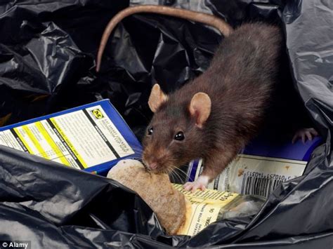 Are mutant super-rats taking over the Commons? Parliament spends £6,000 a month tackling pests ...