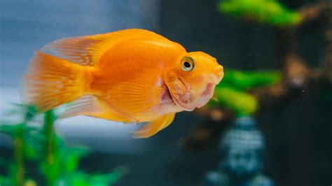 Goldfish in Water · Free Stock Photo