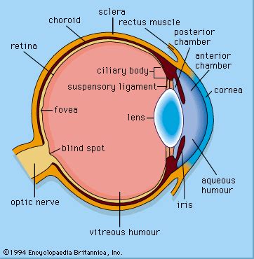 Fovea of retina | anatomy | Britannica