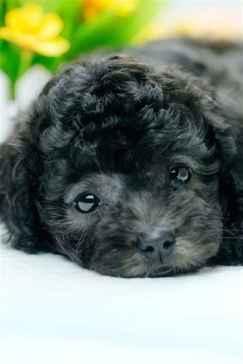 Poodle Puppies (20+ Perfect Pups) - Talk to Dogs