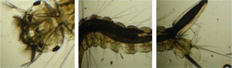 Microscopic morphology of Culex larvae. | Download Scientific Diagram