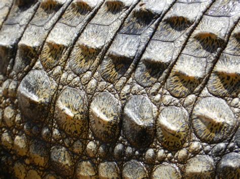 Crocodile Skin 1 Free Stock Photo - Public Domain Pictures