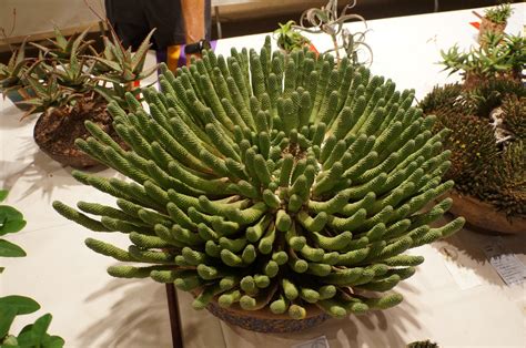 Euphorbia esculenta - CSSA 2014.JPG | Euphorbia, Cacti and succulents ...