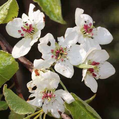 'Aristocrat' Callery Pear - Keizer Rotary