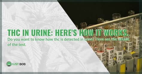 THC in urine: here’s how it works. | Justbob