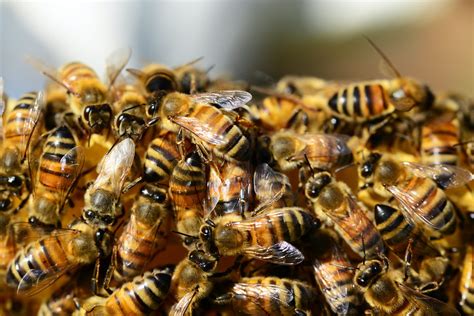 Bee Swarm Season Begins - 2CC Talking Canberra