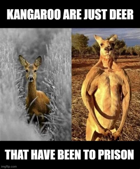 Deer Memes