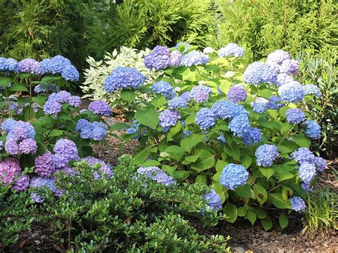 Plants & Flowers » Hydrangea macrophylla Hortensia