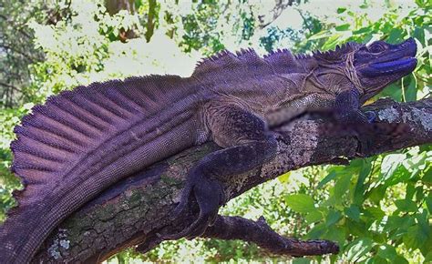 Purple Dragon from Mars : The Philippine Sailfin Dragon (Hydrosaurus ...