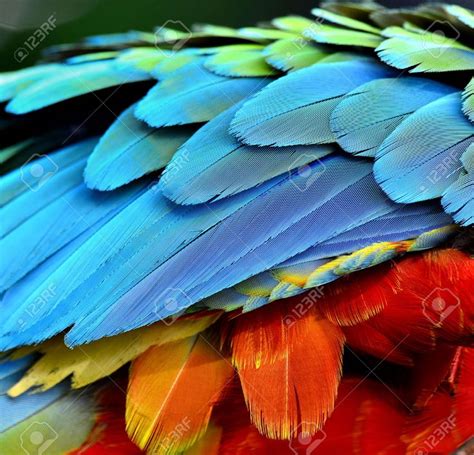 Close up of Parrot and Macaw bird feathers | Bird photography, Feather ...