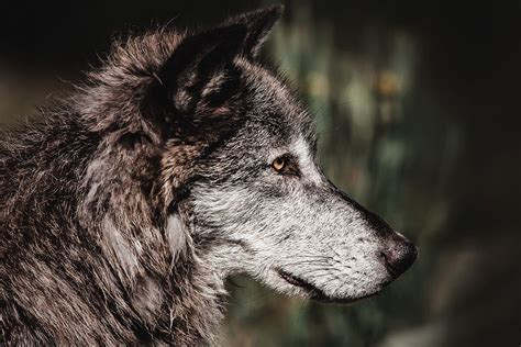 ‘Alarming’ Hunting Season Tallies for Yellowstone Wolves Not Alarming At All