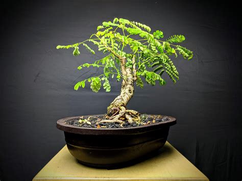 Dwarf Poinciana #2 : r/Bonsai