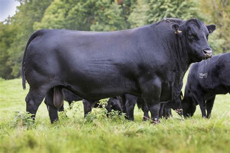 Herd Health - Aberdeen-Angus Cattle Society