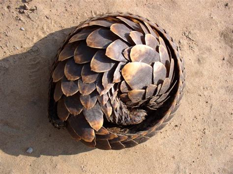 Pangolin Cake – Familiar Oddlings