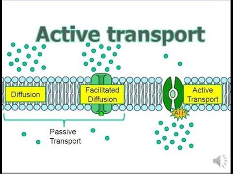 Active Transport (updated) - YouTube