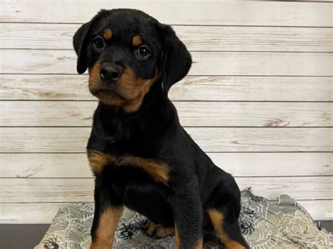 Rottweiler Puppies - Breed Info - Petland Batavia, Illinois