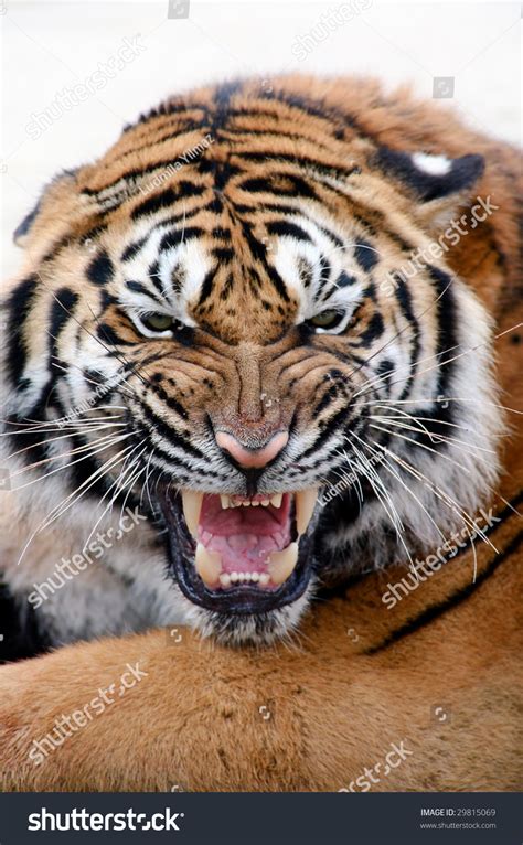 Portrait Growling Tiger Stock Photo 29815069 - Shutterstock