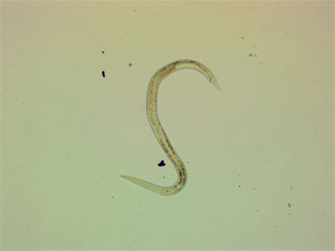 Free-living soil nematodes - EarthKids Farm