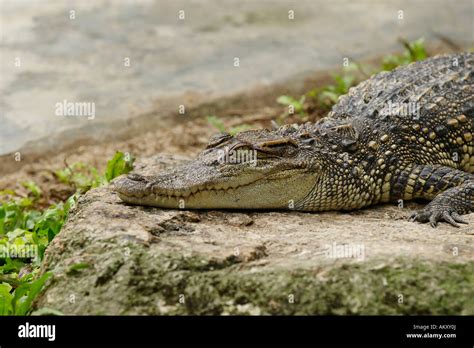 Thailand tier tiere yai hi-res stock photography and images - Alamy