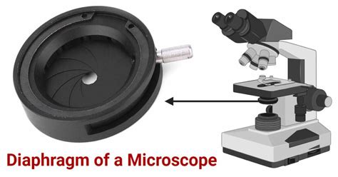 Diaphragm of a Microscope: Types, Functions, Care