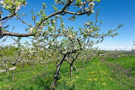 Orchard Pruning — Aspetuck Land Trust